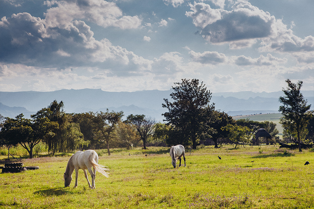 Incentives Drakensville